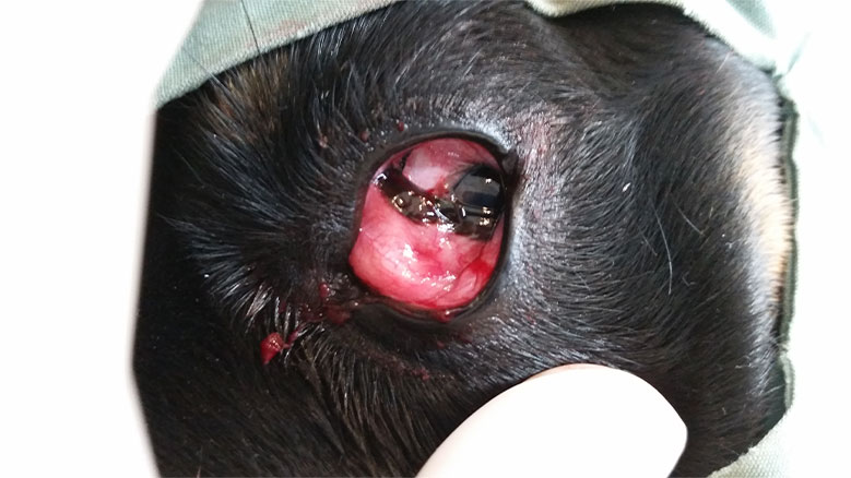 Dog eye operation sales cost