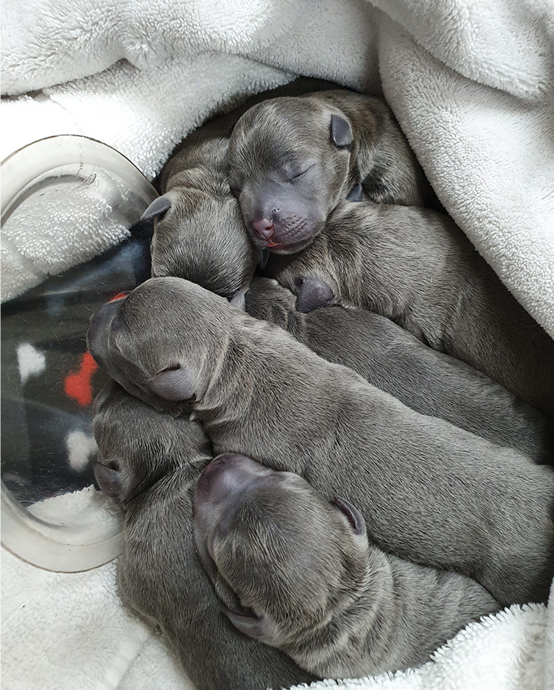 Blue Staffy