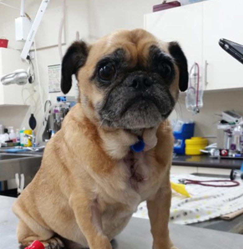 Why Marley underwent a tracheotomy and soft palate resection - Brisbane Pet  Surgery