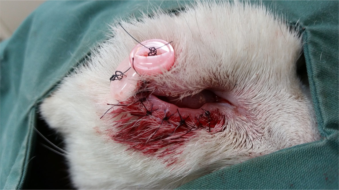 Corneal Ulcer Treatment Dog Eye Ulcer Treatment In Brisbane