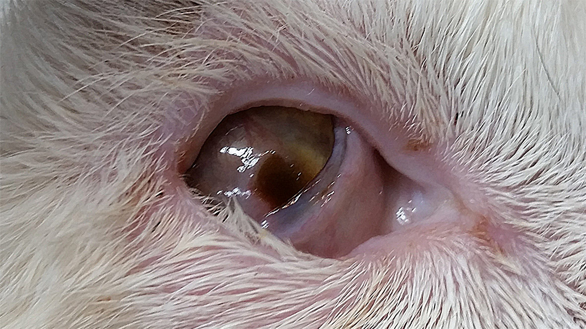 Corneal ulcer in a cat