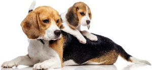 Dog Desexing