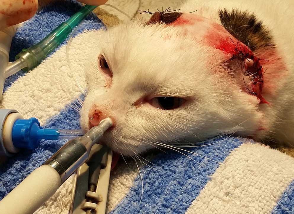Cat clearance cancer treatment