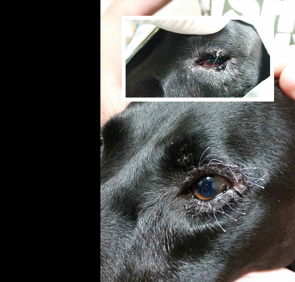 Entropion Surgery and Treatment for Dogs in Brisbane