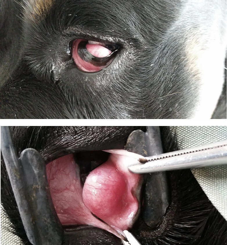 Corneal ulcer in a cat