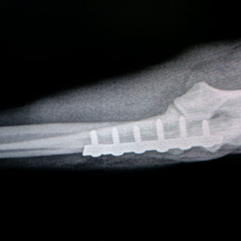 Pet Radiology