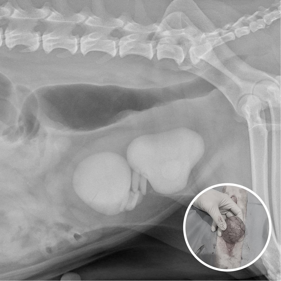 Bladder exposed prior to incision