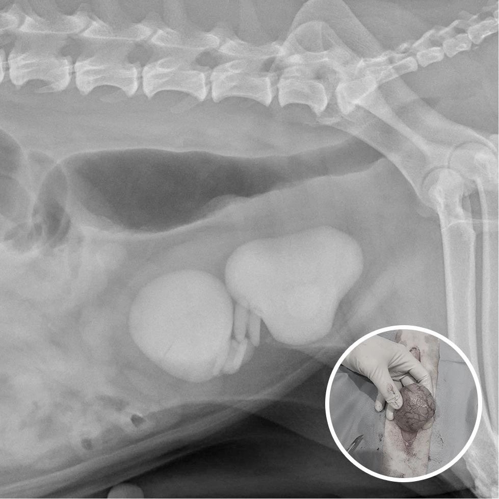 Bladder exposed prior to incision