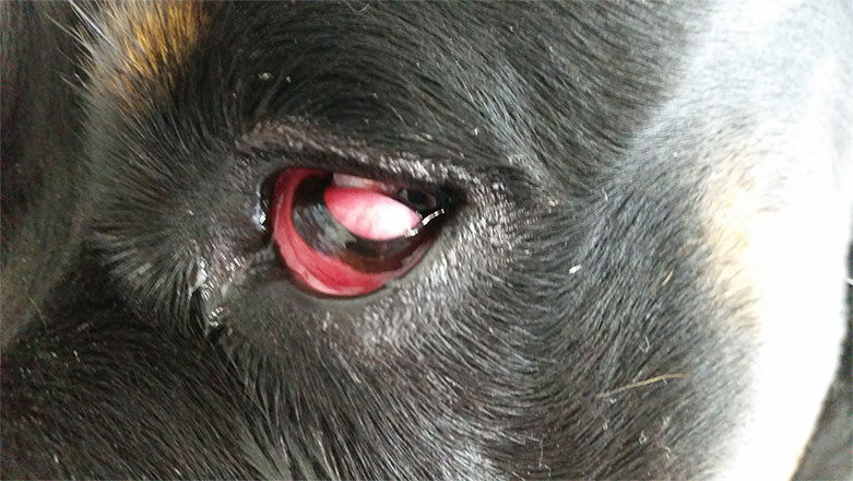 third eyelid prolapsed lexi eye cherry rottweiler glands dog surgery cost