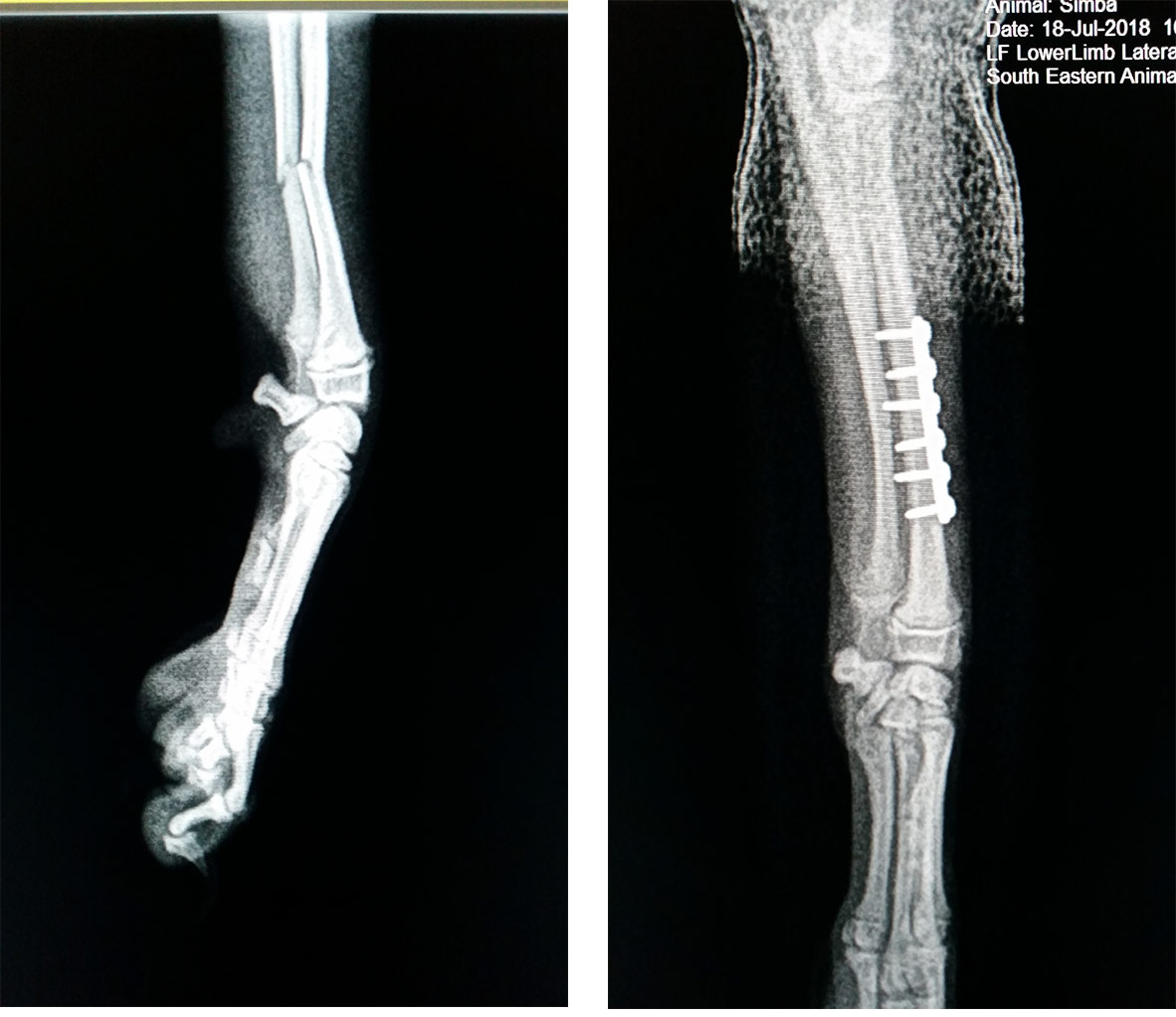 how much is a xray on a dogs leg