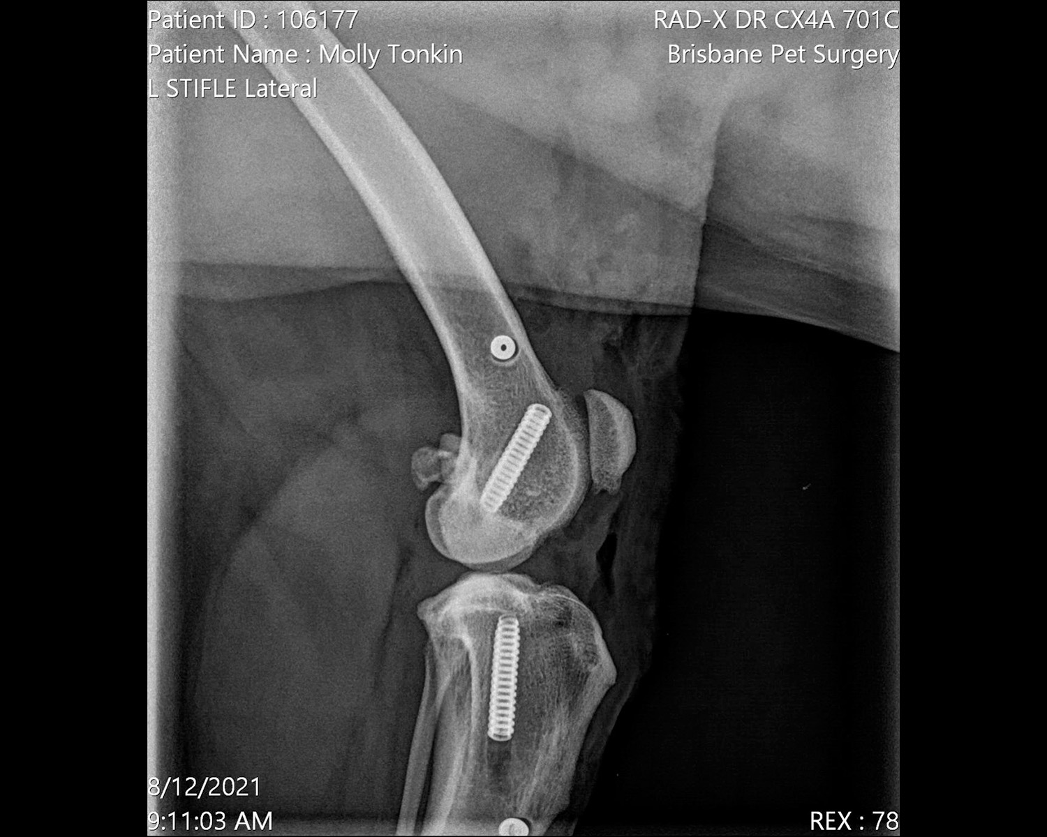 molly-surgery-6