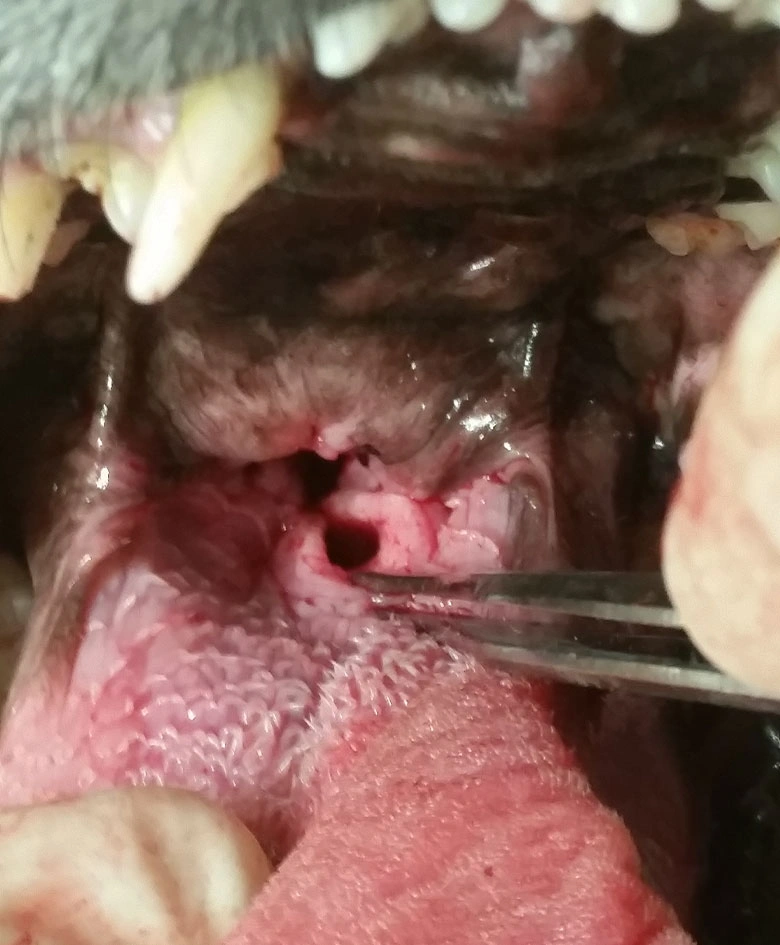BOAS Surgery And Soft Palate Surgery For Dogs In Brisbane