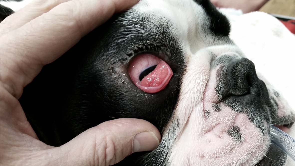 What Causes A Dog To Prolapse