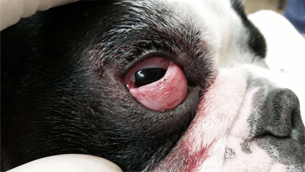 what causes third eyelid in dogs