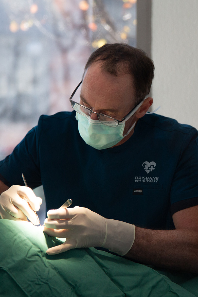 Meet Dr Scot Plummer Brisbane Pet Surgery