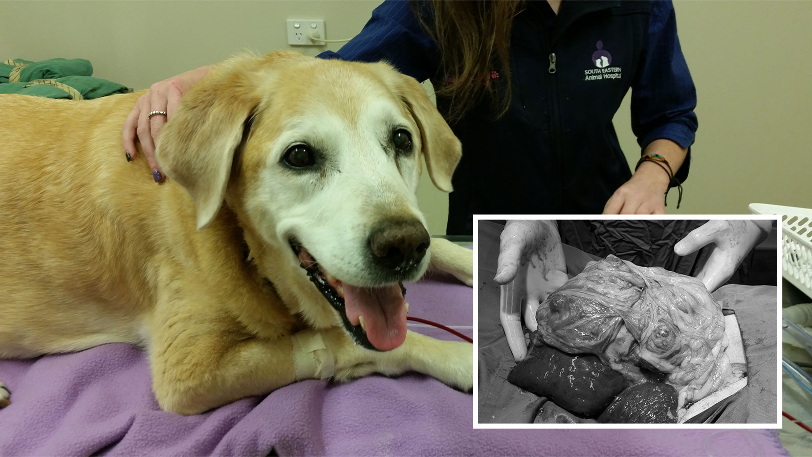 how long can dogs live with mammary cancer