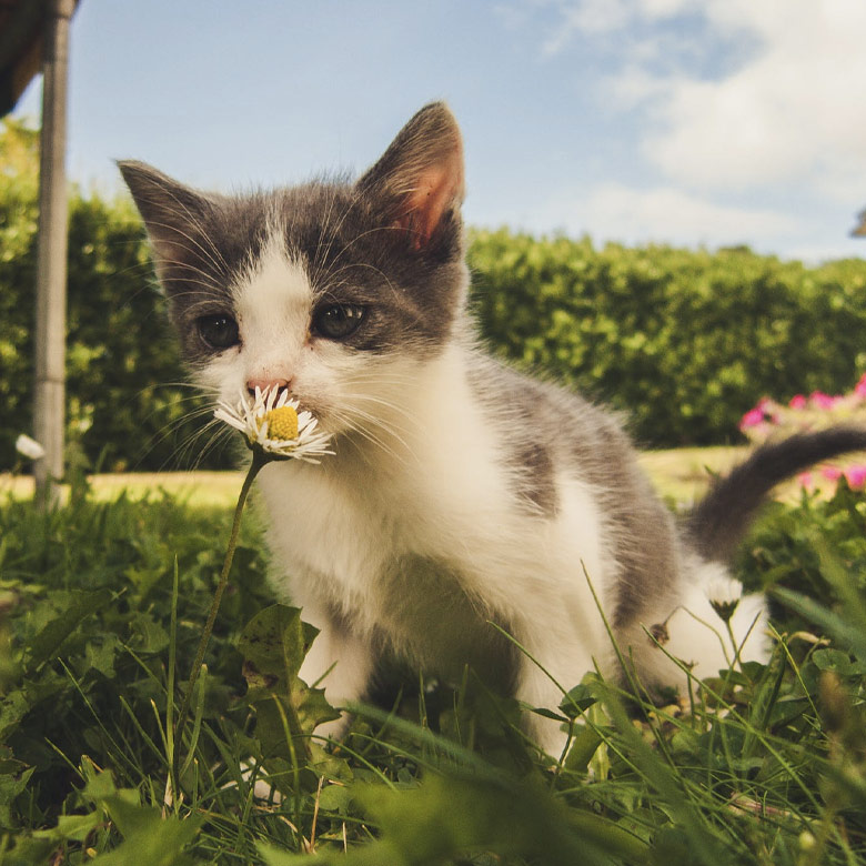 Cat Vaccination