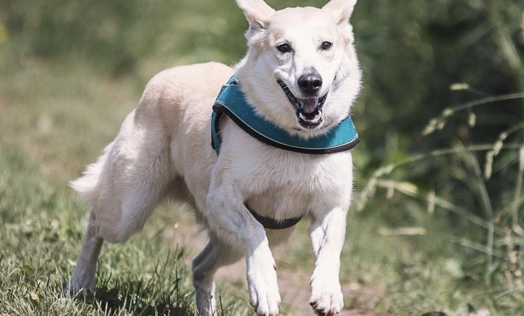 How to tell when your dog is in pain