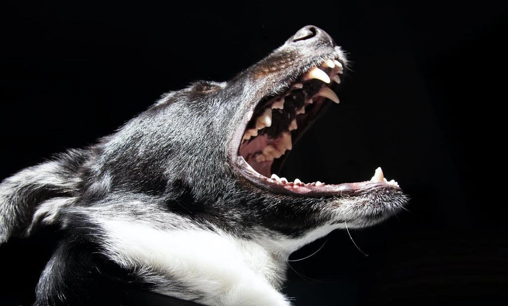 The most common causes of an anterior cruciate ligament tear in dogs