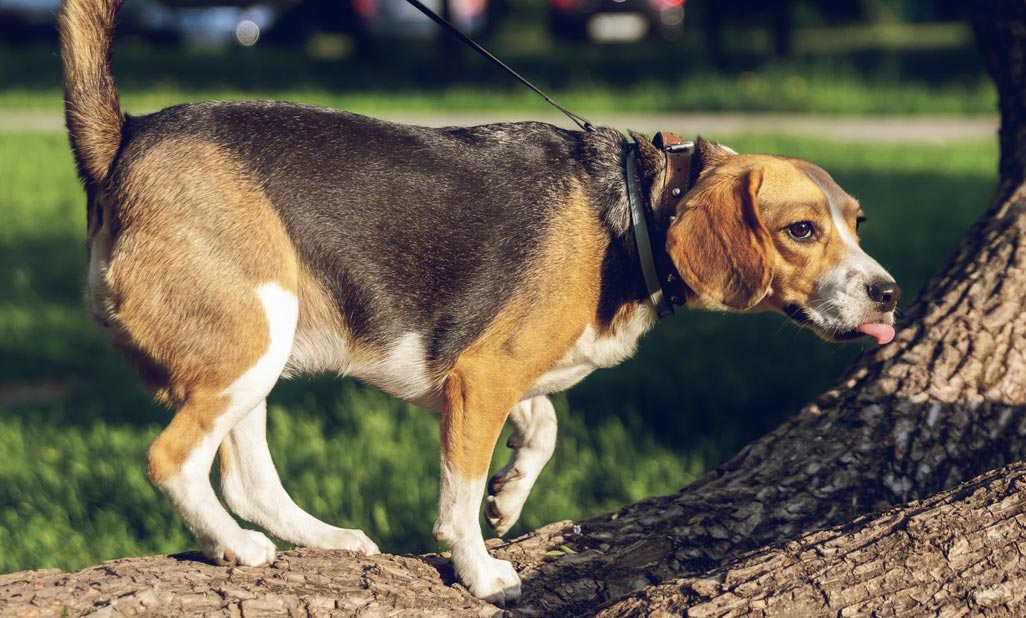 The common orthopaedic issues your dog may experience