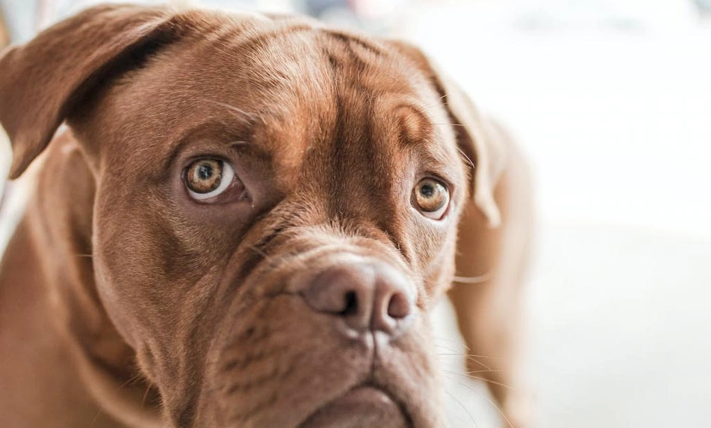 What are the common causes of a medially luxating patella in dogs?