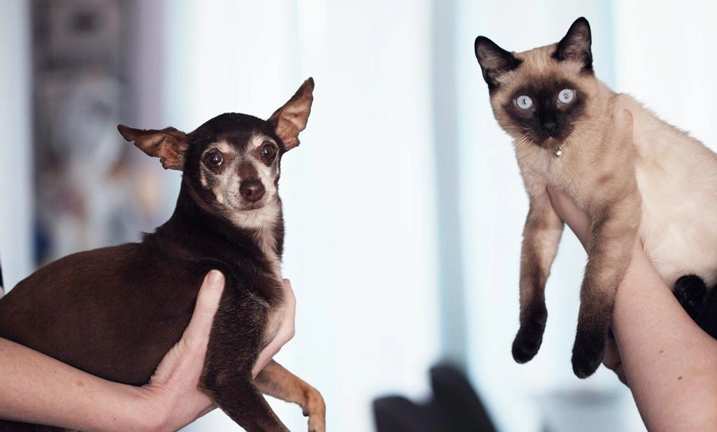 Follow these post-operation desexing tips can help your pet have a quick and healthy recovery