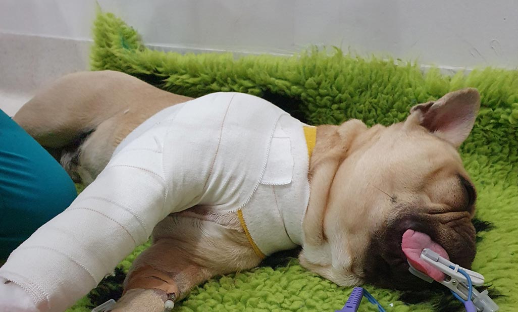 Twix – 8mo French Bulldog With Right Fore Distal Humerus