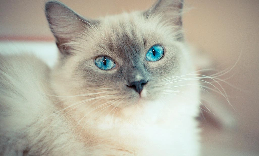 Ziggy - 4 year old Rag Doll cat with right hind dislocated hip surgery