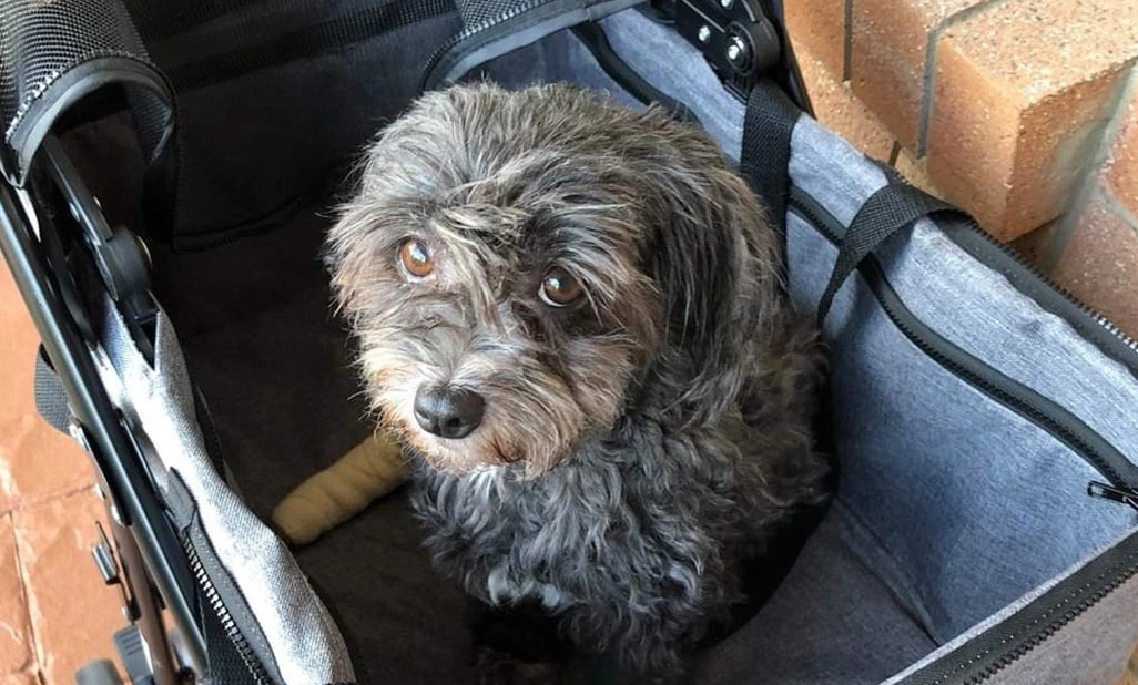 Holly - 9 year old Havanese right hind medial patella luxation