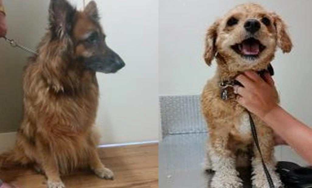 Cassie & Charlie – anal gland adenocarcinoma