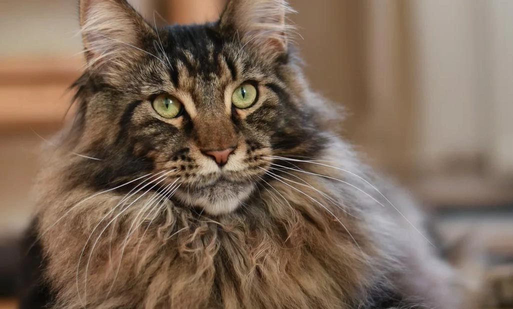Apollo’s mission to mend his leg fracture