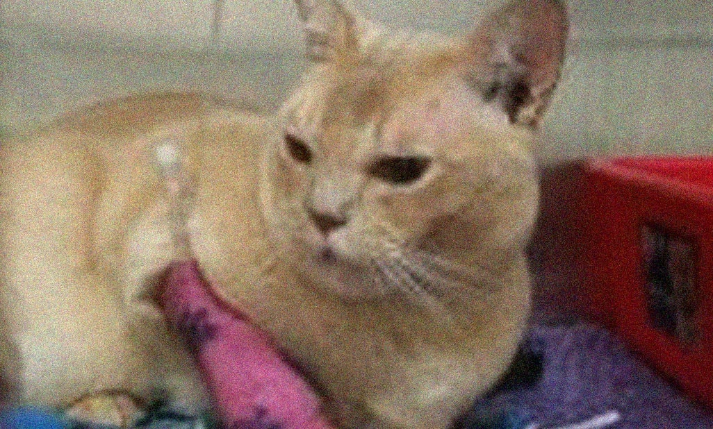How will Casey recover after being bitten on the head by a dog?