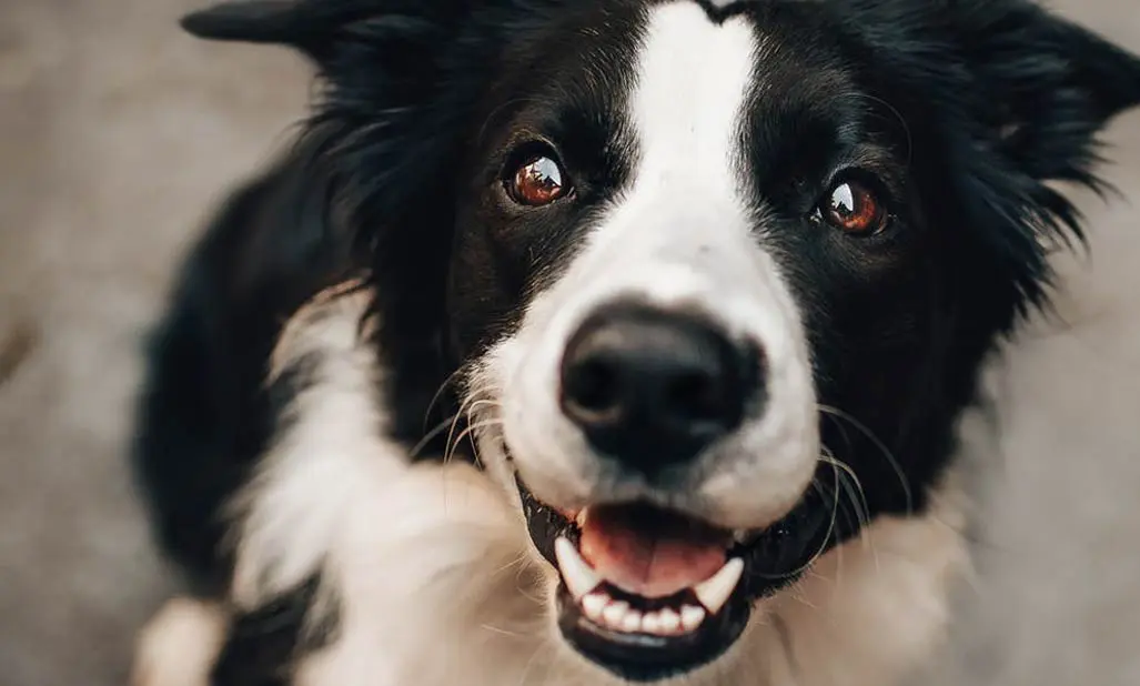 abdomen surgery in pets