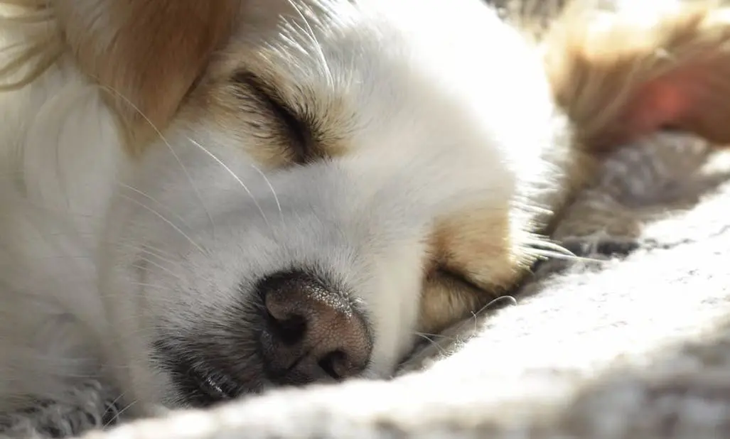 cancer surgery in pets