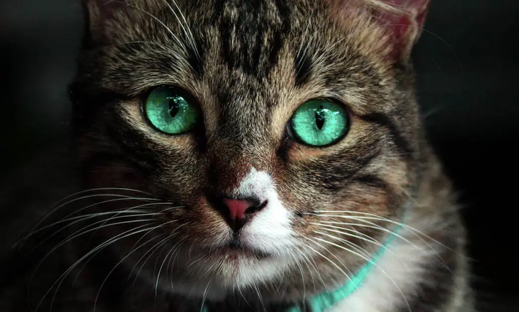 eye surgery in pets