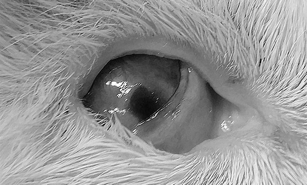 corneal ulcers surgery