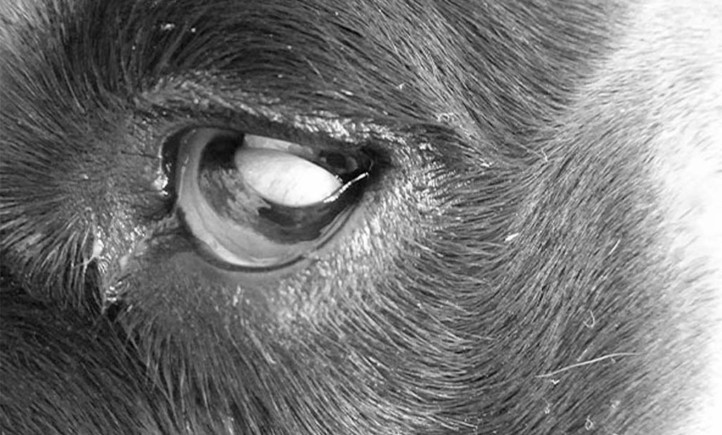 prolapsed third eyelid