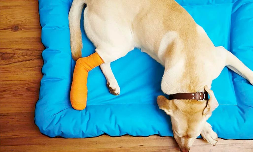 limb fracture dogs