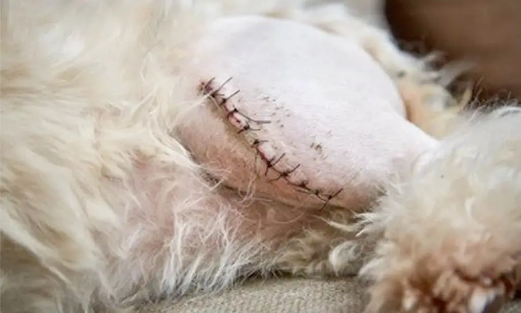 medial luxating patella surgery in pets