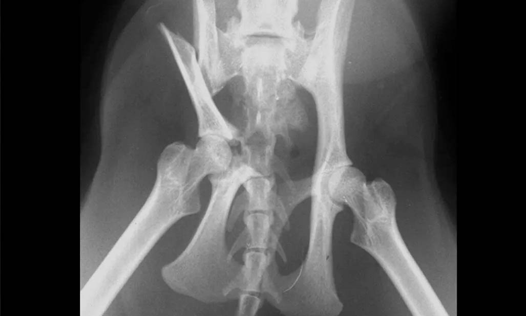 pelvic fractures surgery in dogs