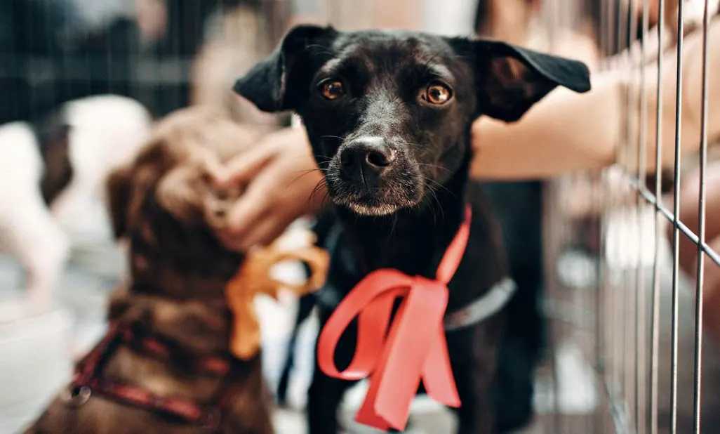 animal rescue groups