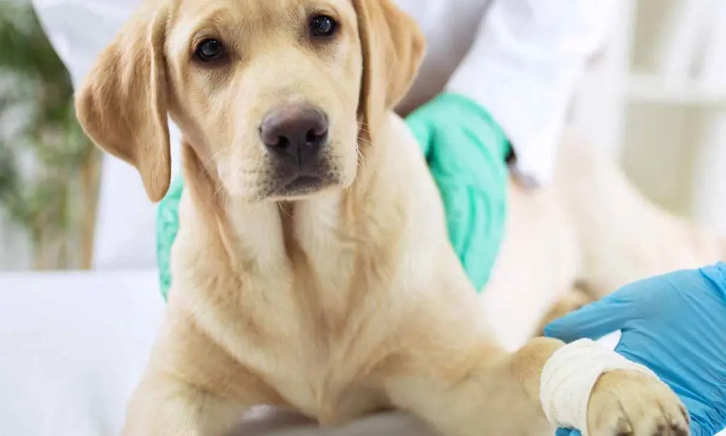 soft tissue surgery