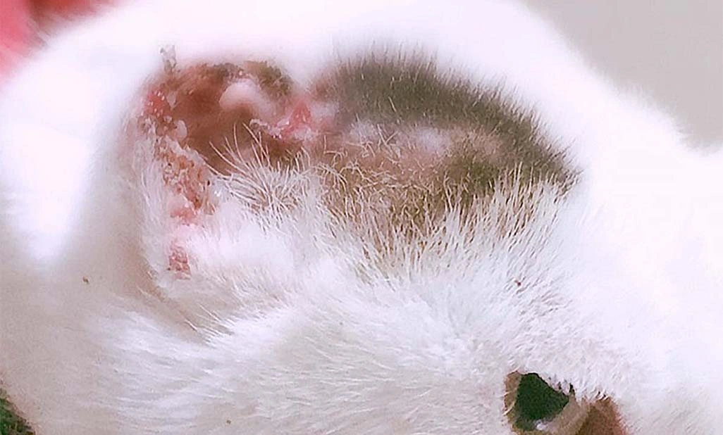 cat ear nose cancer surgery