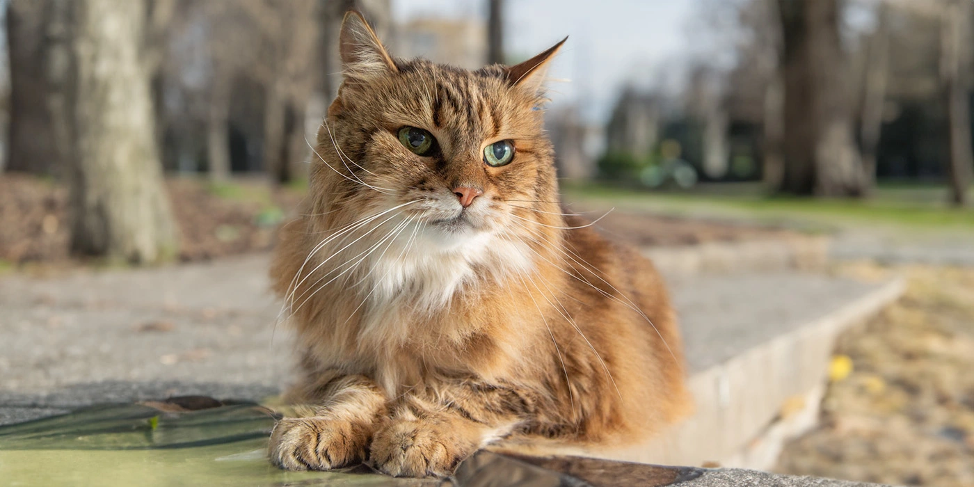 Pet Desexing Vet Desexing Cost in Brisbane